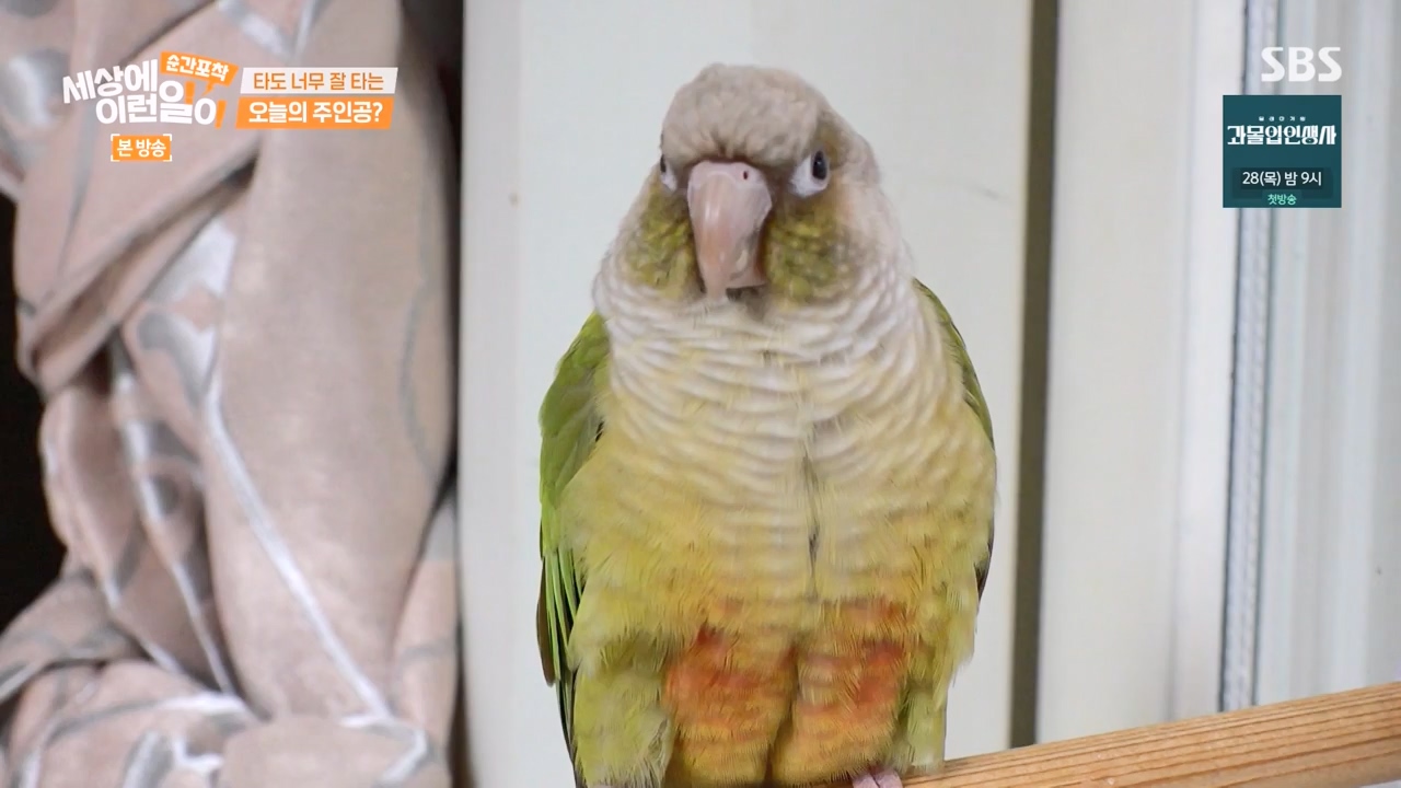 순간포착 세상에 이런일이.E1256.231217p-NEXT.mp4_20231217_175006.572.jpg