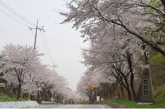 장성벚꽃명소