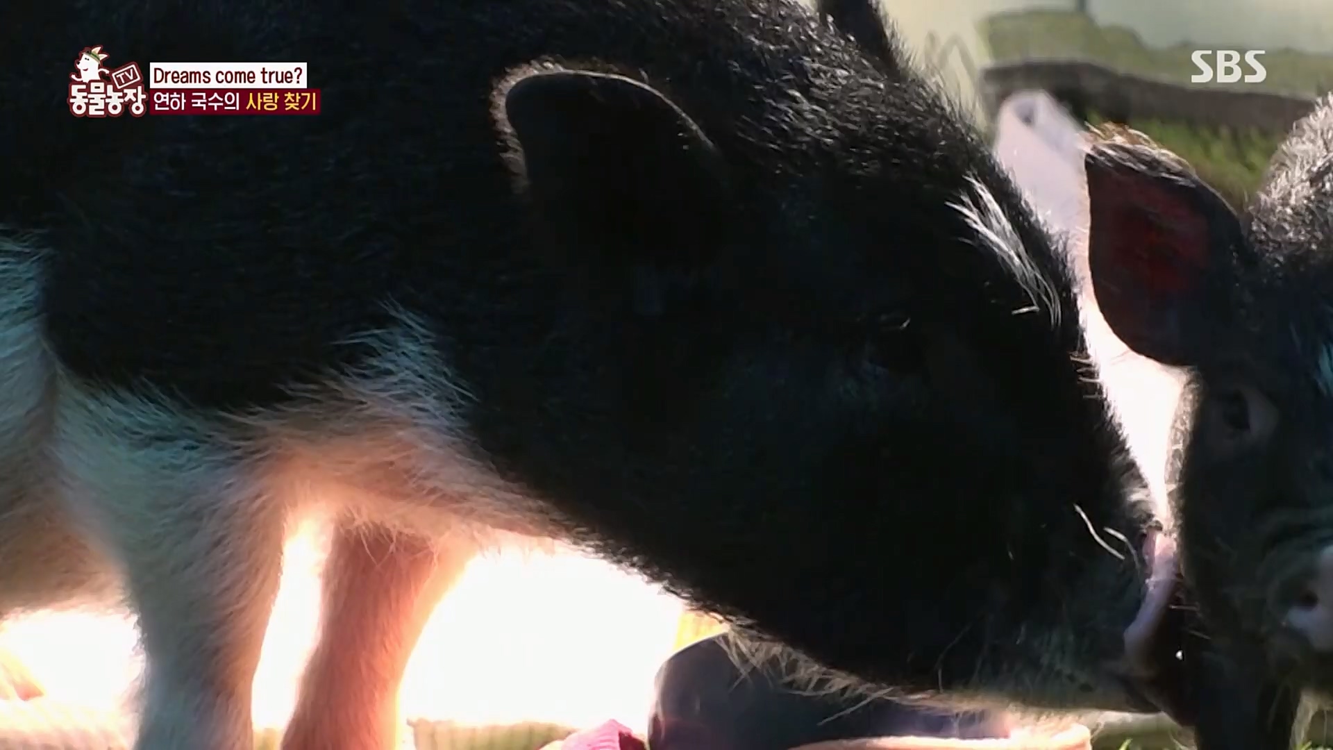 TV 동물농장.E1107.230205p.H264-F1RST.mp4_20230205_173950.510.jpg