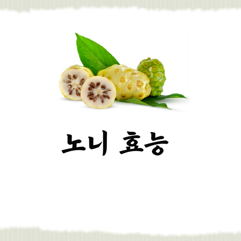  노니 효능 11가지 먹는법 부작용 정확한 정보로 보고가세요