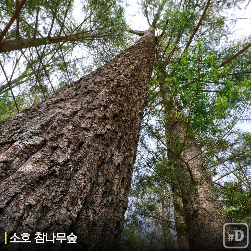 코로나 해방...우리나라 가장 아름다운 숲으로 가자!