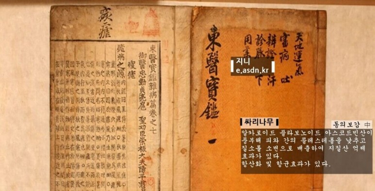 싸리나무 효능 12가지와 부작용 총정리