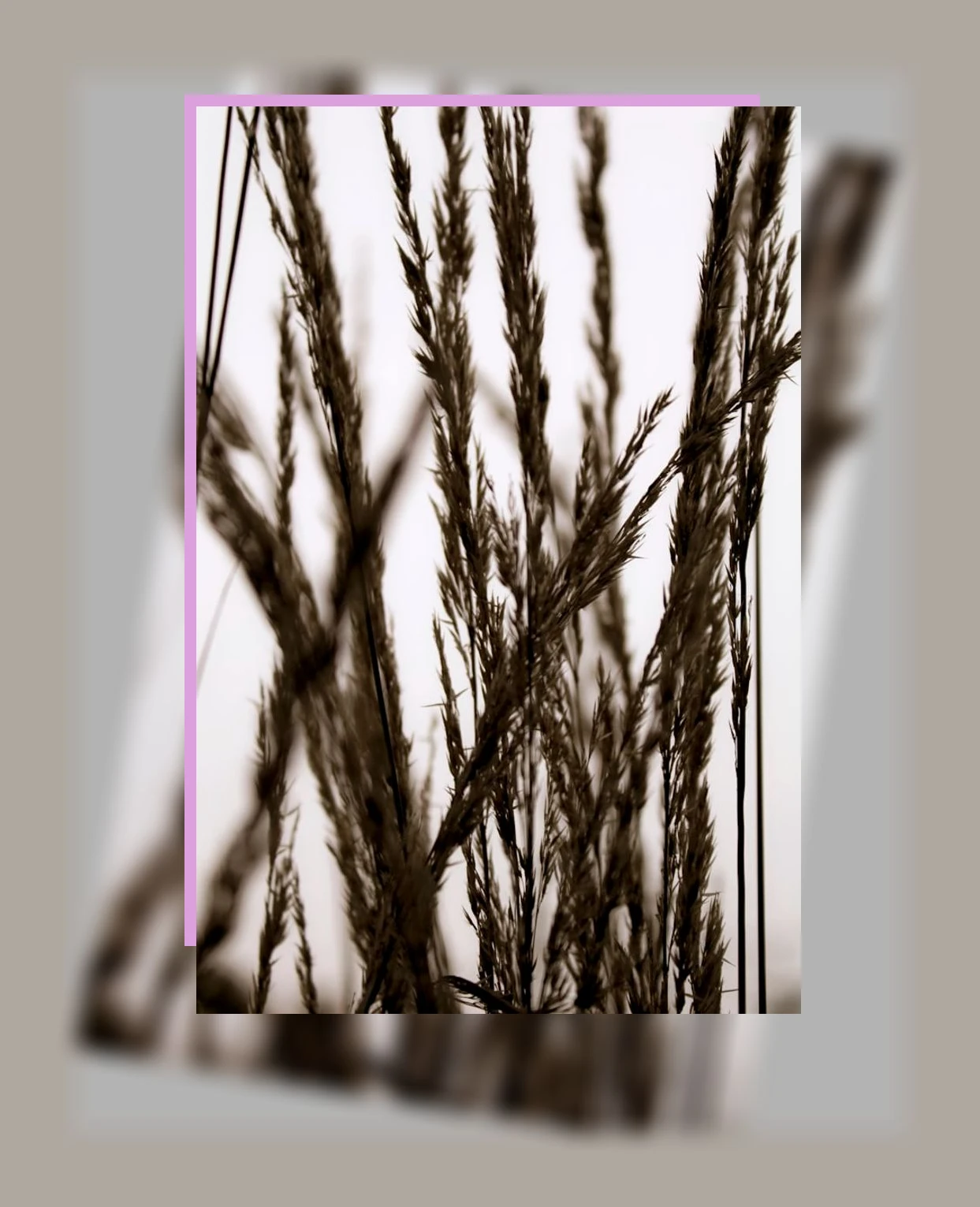 밀싹 효능_2_subsection
