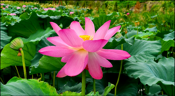 7월 서울 근교 연꽃 명소 가볼 만한 4