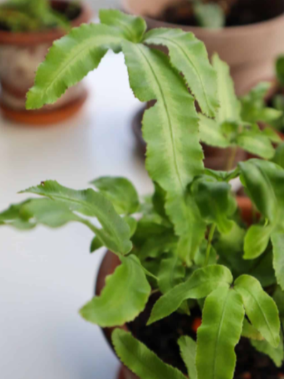 반려식물 추천 방안 가습 효과 좋은 식물 푸테리스 고사리 (Pteris cretica)