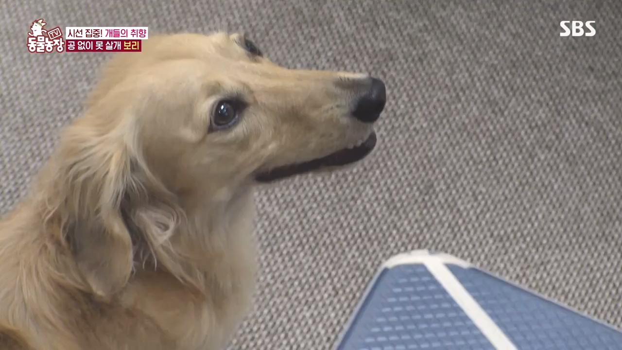TV 동물농장.E1152.231232p-NEXT.mp4_20231231_172003.547.jpg