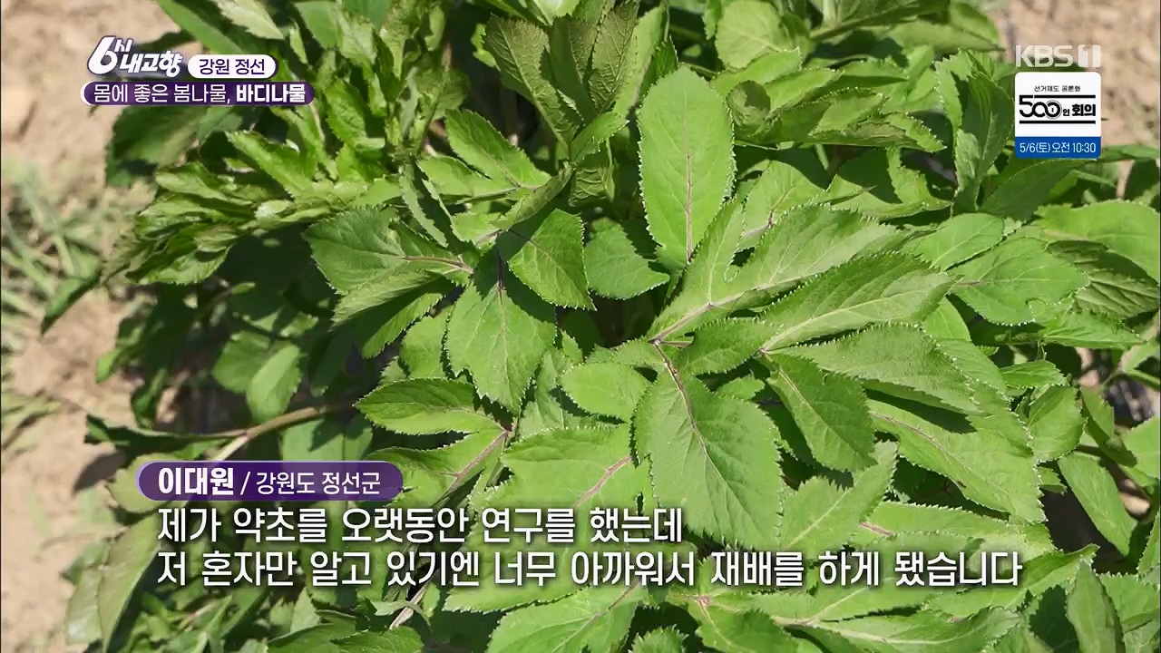 6시 내고향.E7779.230503p.H264-F1RST.mp4_20230505_183301.116.jpg