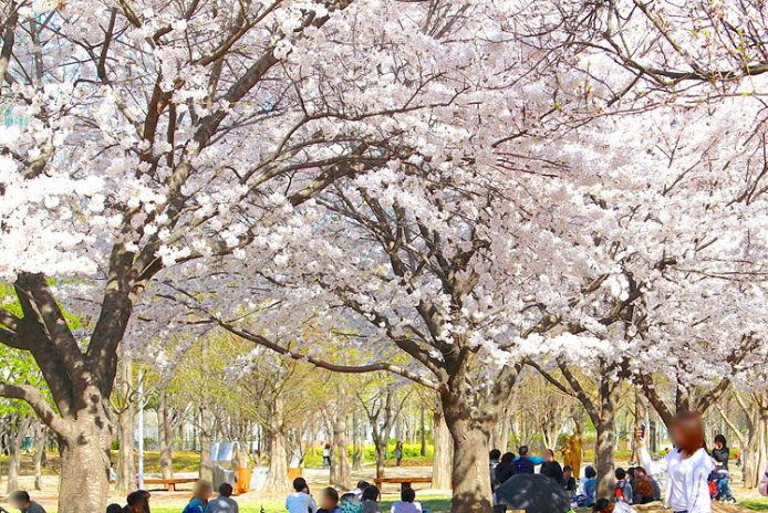서울숲벚꽃