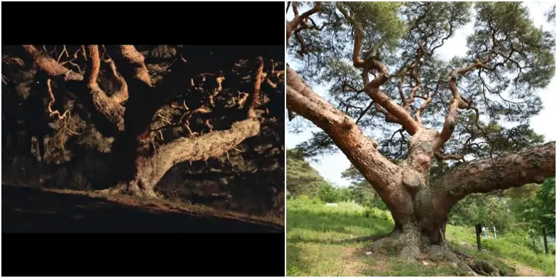 드라마 악귀에 등장하는 300년된 소나무
