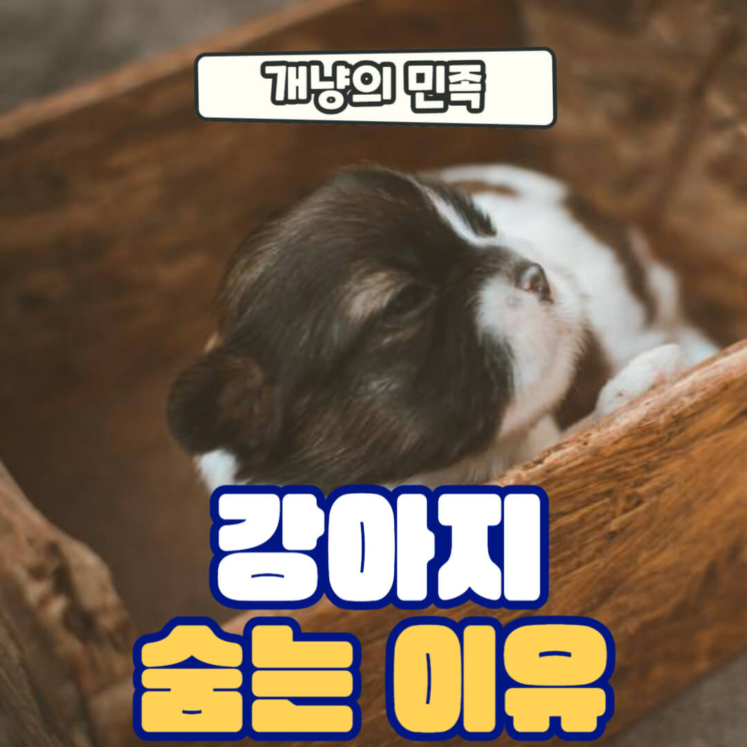 강아지가 숨는 이유는 무엇일까?