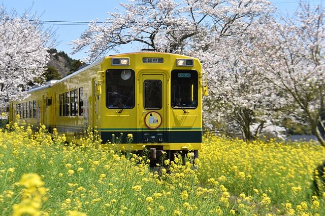 봄 기차 여행