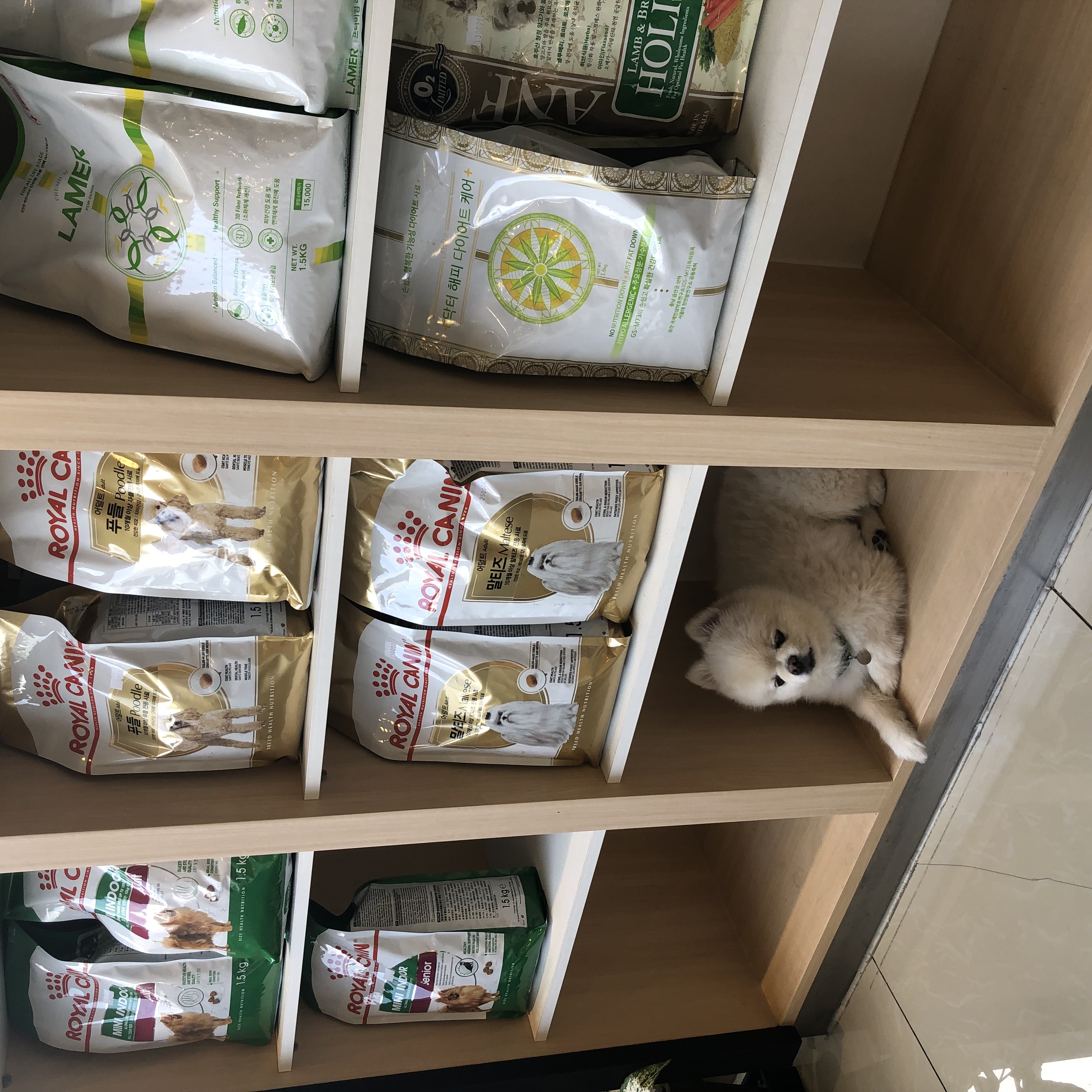  [동물병원후기]죽전예담동물병원