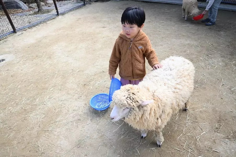 양평 아이들하고 가볼만한 양평양떼목장 사진 8