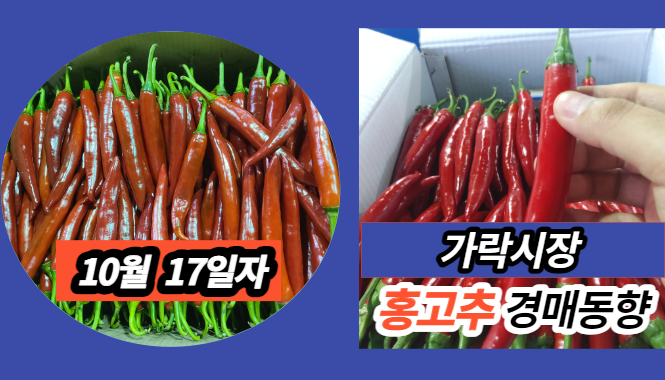  [경매사 일일보고] 10월 17일자 가락시장 홍고추 경매동향을 살펴보겠습니다!