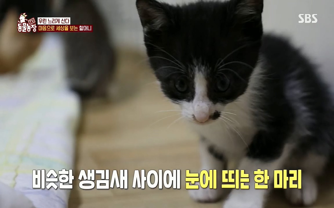 TV 동물농장.E1076.220704p.H264-F1RST.mp4_20220703_175606.947.jpg