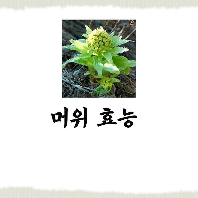  머위 효능 뿌리 먹는법까지 모두 보고 가세요