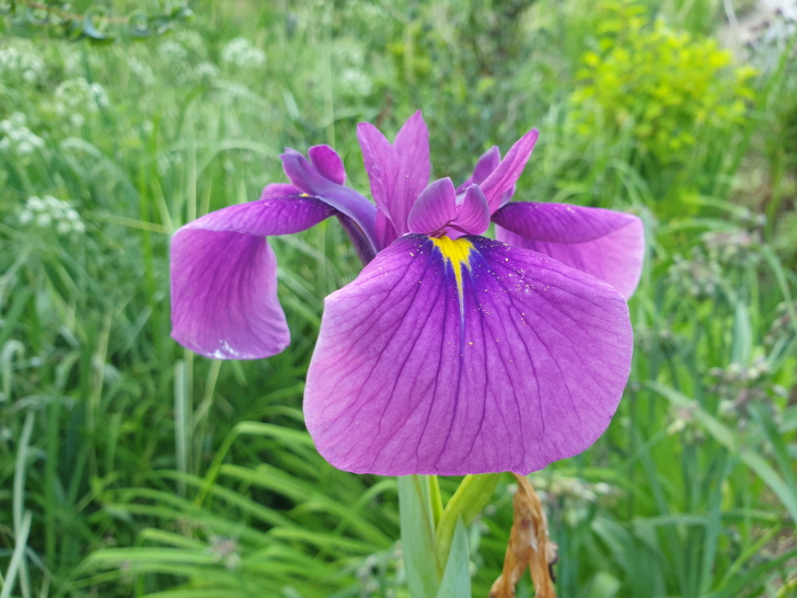 꽃창포-특징-붓꽃과-습지식물