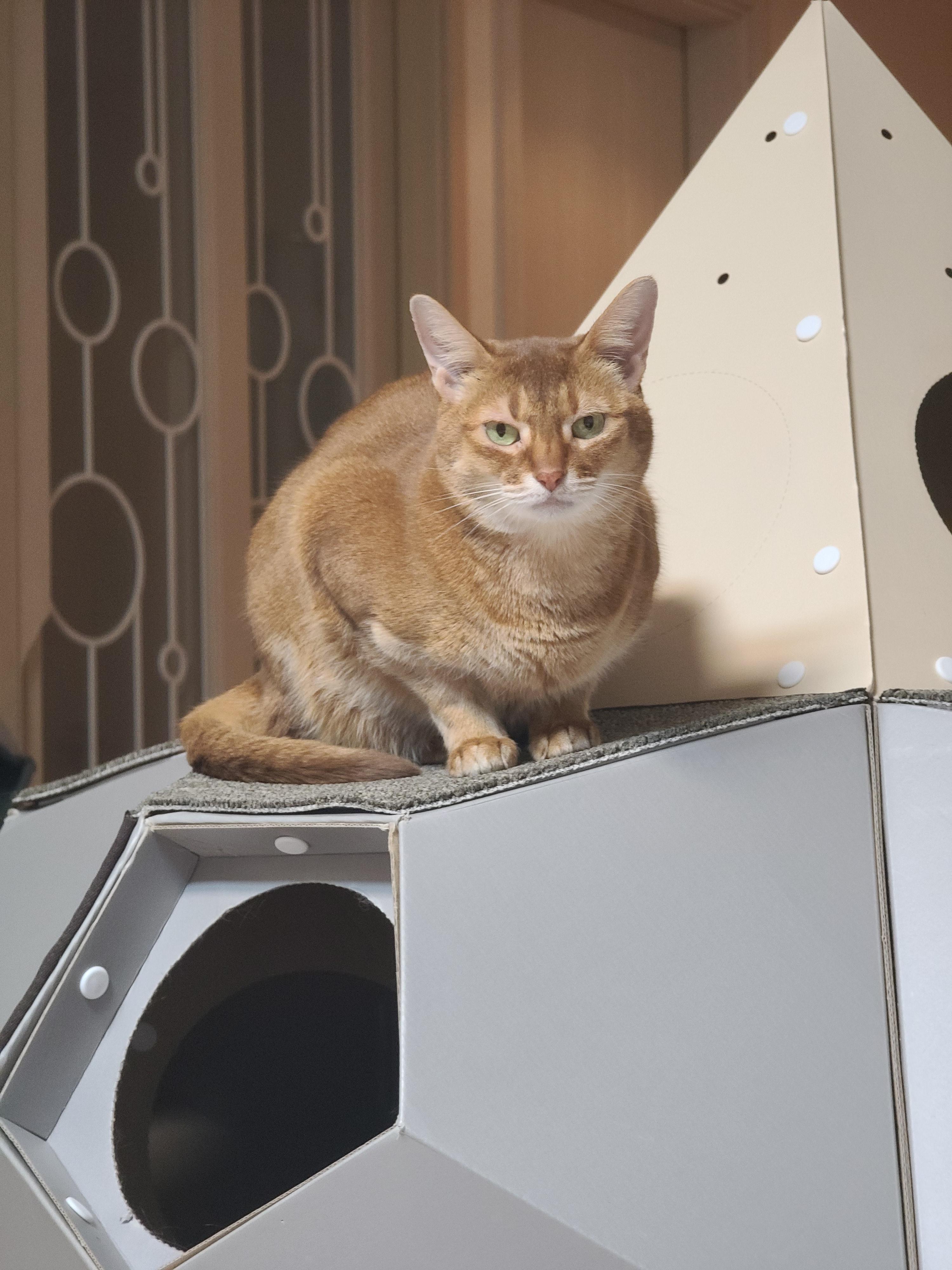 전기장판에 녹고 있는 고양이