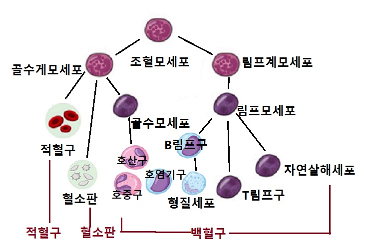  백혈병. 적혈구.혈소판.백혈구.급성 골수성 백혈구.급성 림프모구 백혈병.만성 골수 백혈병. 만성 림프모구 백혈병.