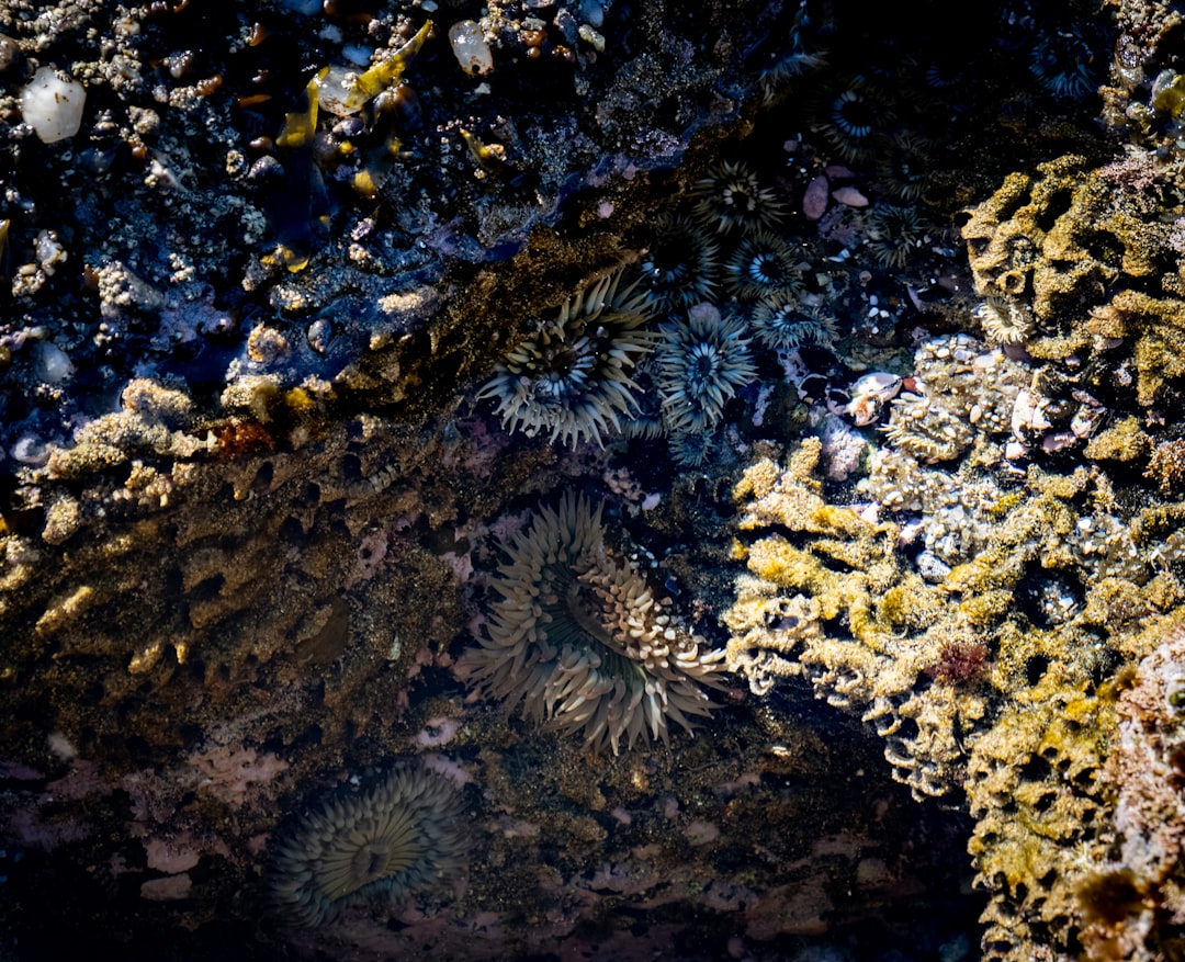 Creatures