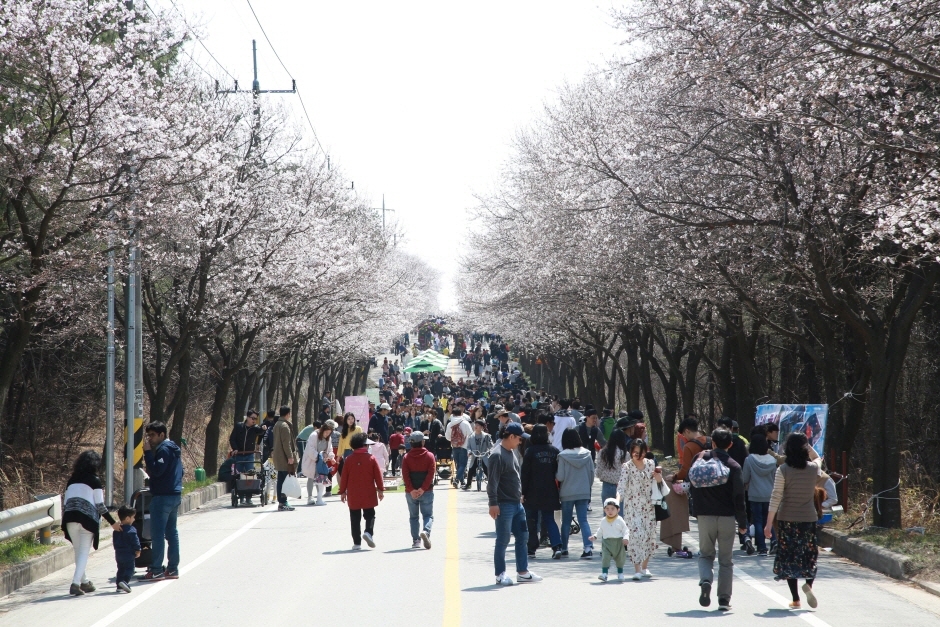 경기도 벚꽃 명소 추천