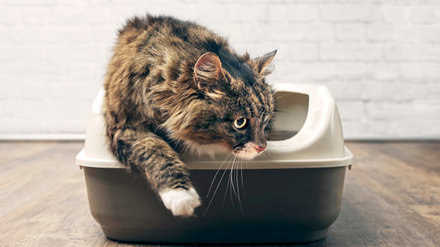 How to potty train your cat