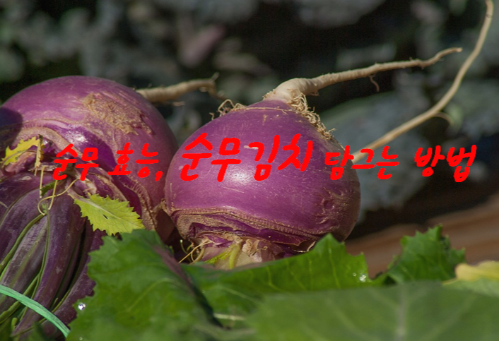  순무 효능, 순무김치 담그는 방법