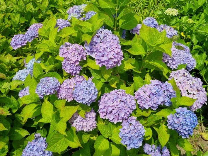 보라수국