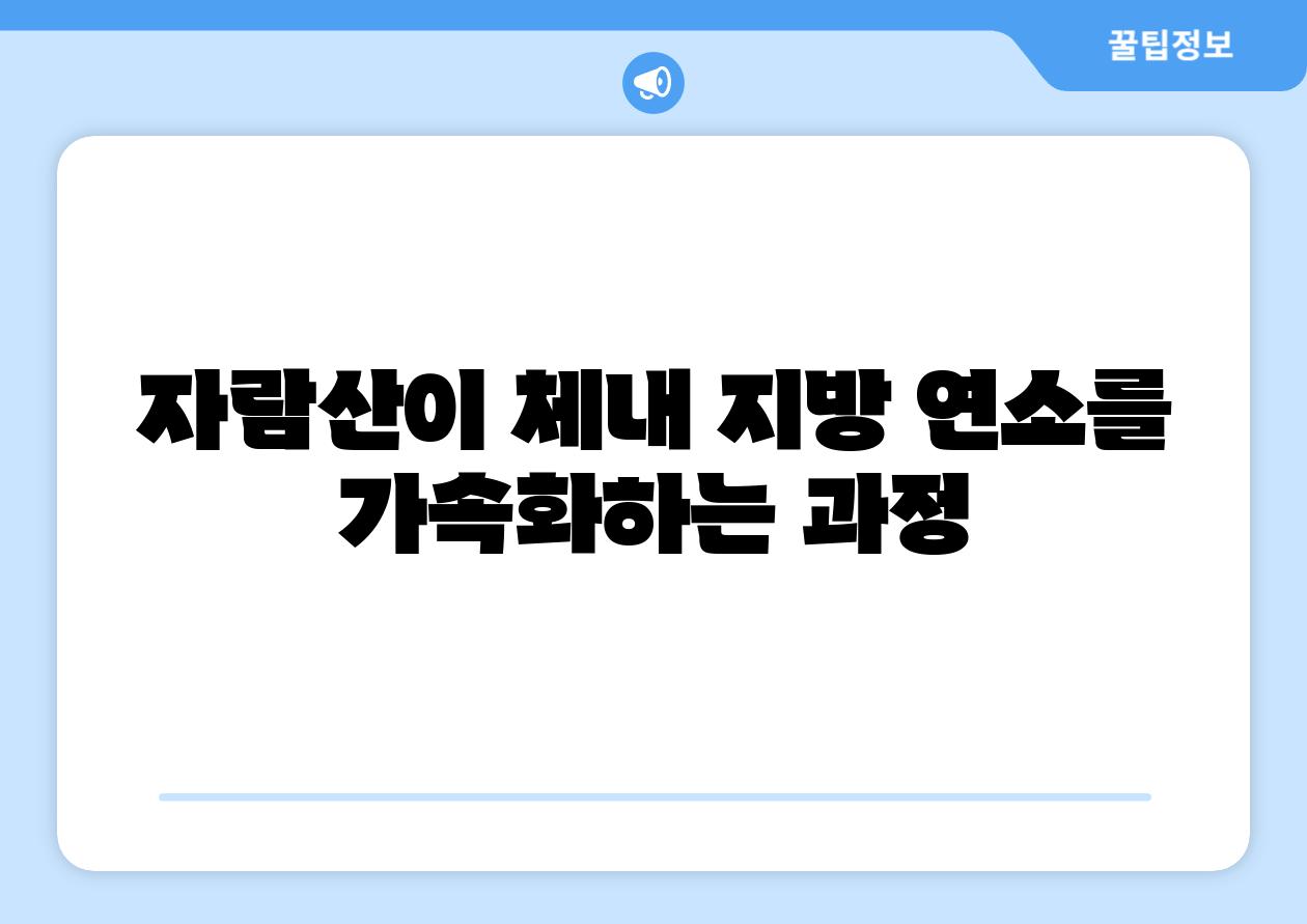 자람산이 체내 지방 연소를 가속화하는 과정