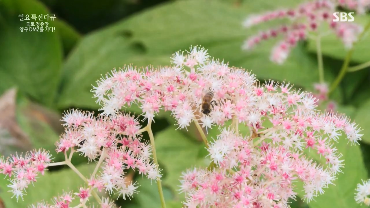 일요특선 다큐멘터리.E344.231204p-NEXT.mp4_20231206_194843.439.jpg