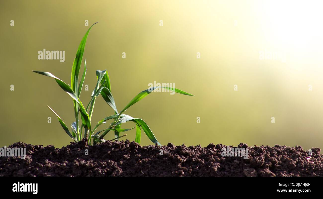 보리싹 싹의 7가지 효능과 부작용 44