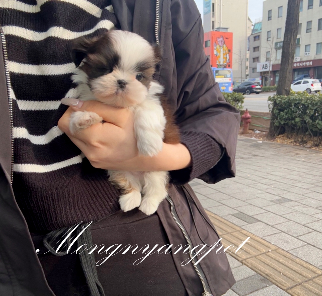 시츄 강아지 건강 상태 확인하는 모습