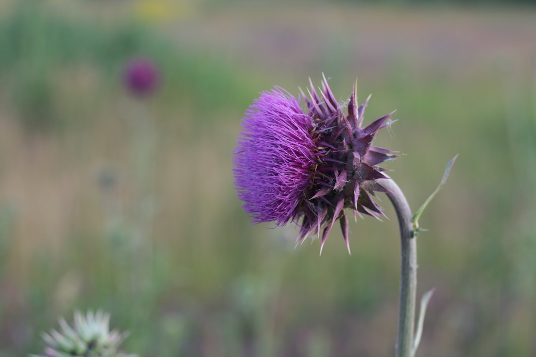 Milk Thistle