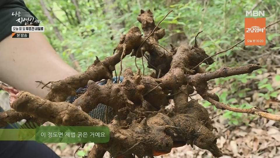 나는 자연인이다.E562.230712p.H264-F1RST.mp4_20230713_204725.146.jpg