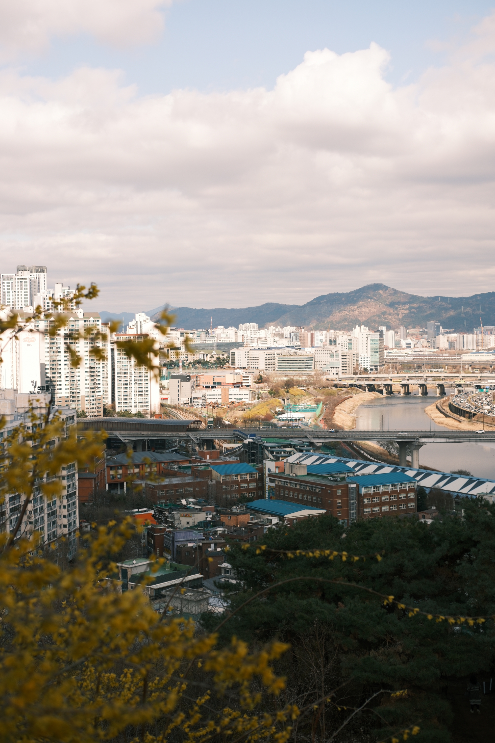 후지필름 X-T5로 찍은 서울 응봉산 개나리