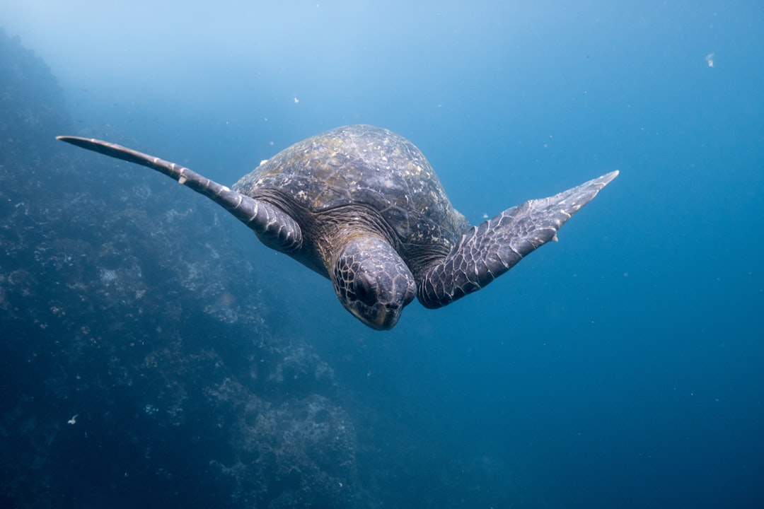 Turtle