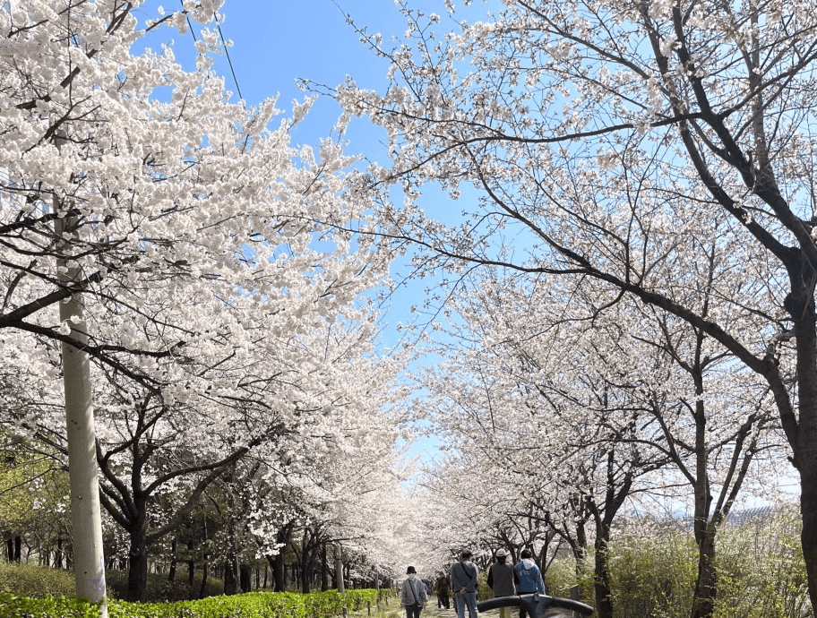 장지천 벚꽃길