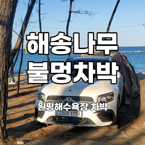  동해바다 차박 해송나무 아래에서 캠핑하기 - 원평해수욕장