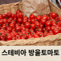  스테비아 방울토마토 아시나요?