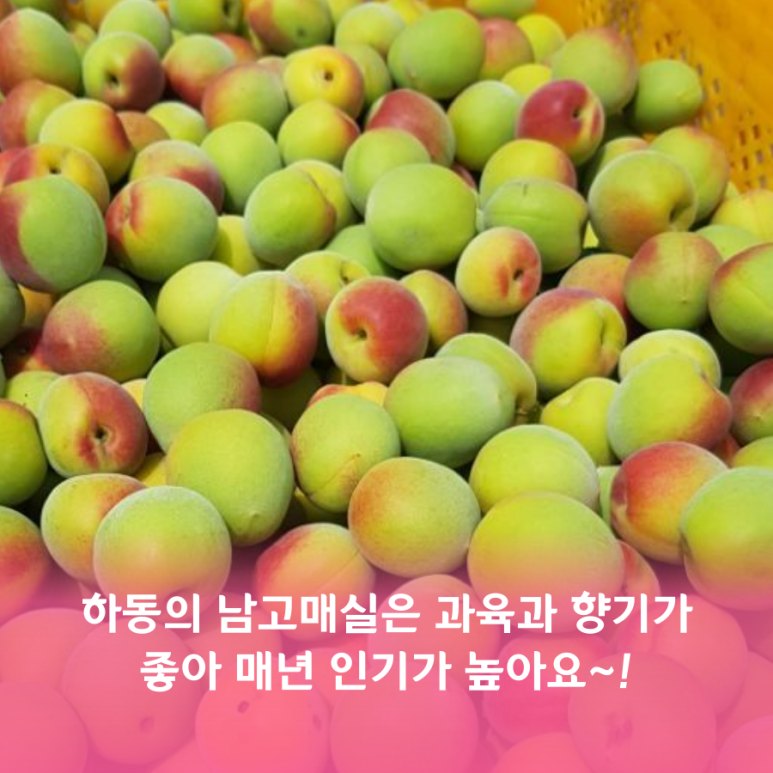매실남녀 수확기 계절가격정보 2021 홍매실매장소 11