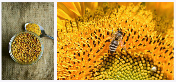 좌)병에 담긴 꿀벌화분
우)벌이 꽃에서 꿀을 따는 모습