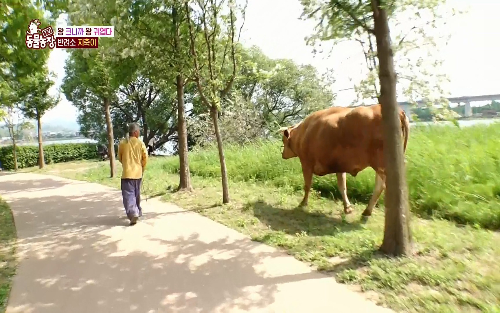TV 동물농장.E1074.220619p.H264-F1RST.mp4_20220619_180940.706.jpg