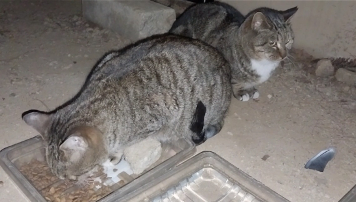 Feline Activities 23