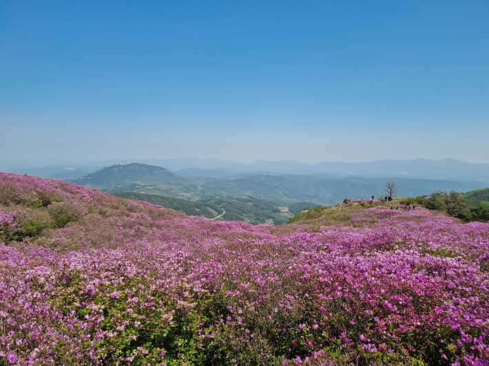 철쭉단지