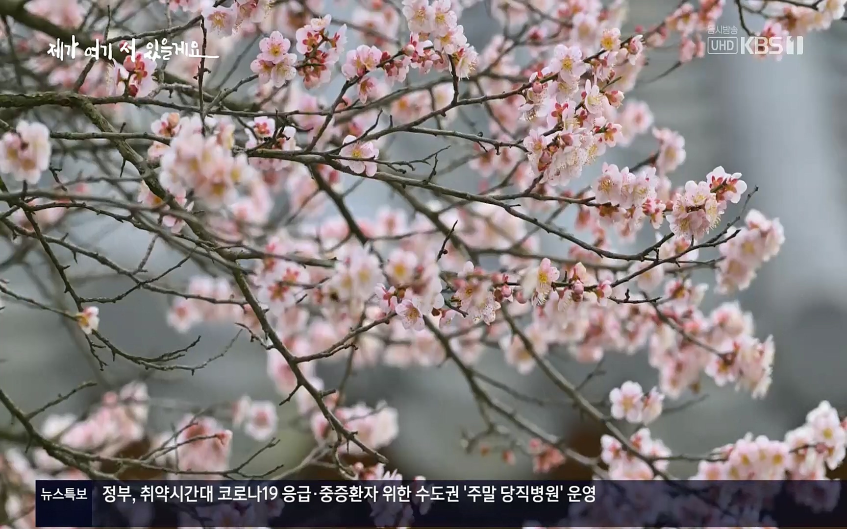 다큐 인사이트.E124.220908p.H264-F1RST.mp4_20220912_143723.575.jpg