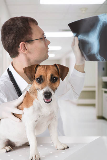동물병원에서 강아지 엑스레이를 확인하는 수의사의 모습