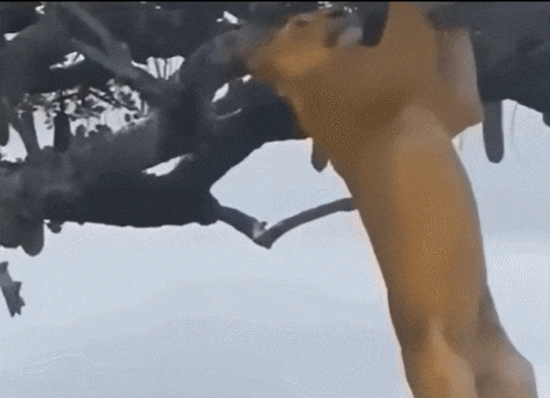 공포의 버팔로와 코끼리: 사자 VIDEO: The Most Shocking Moments When Buffalo and Elephant Kills Lion