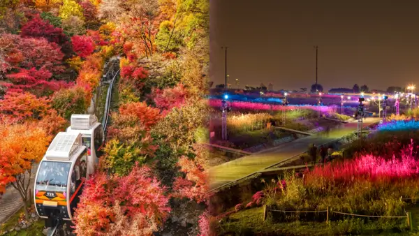 단풍