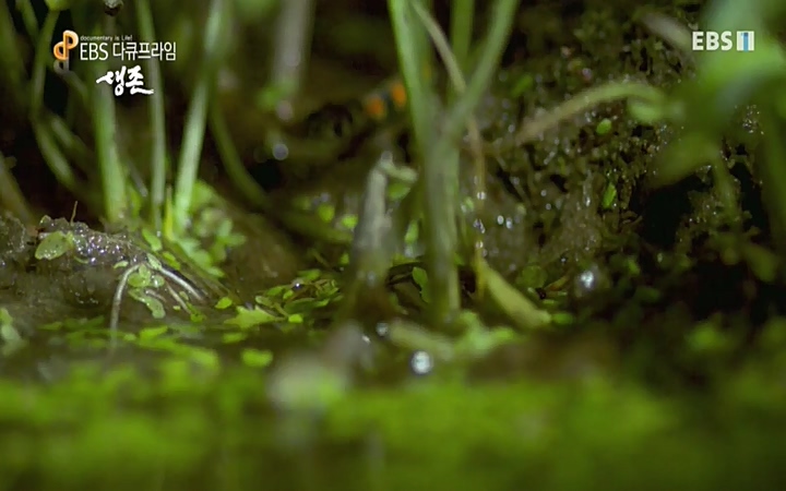 EBS 다큐프라임_ 220628.avi_20220629_205554.547.jpg