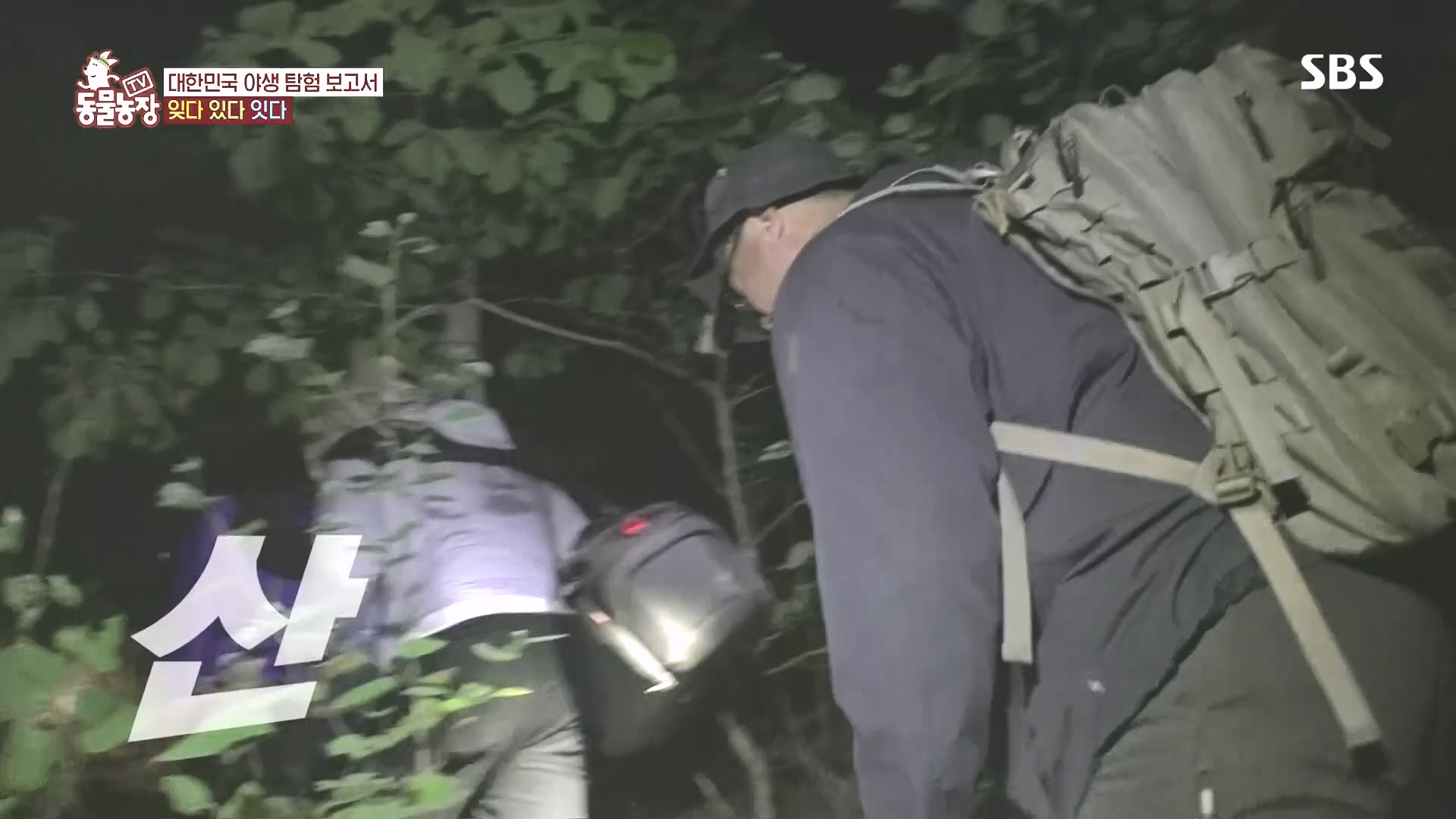 TV 동물농장.E1185.240818p.H264-F1RST.mp4_20240818_161613.295.jpg